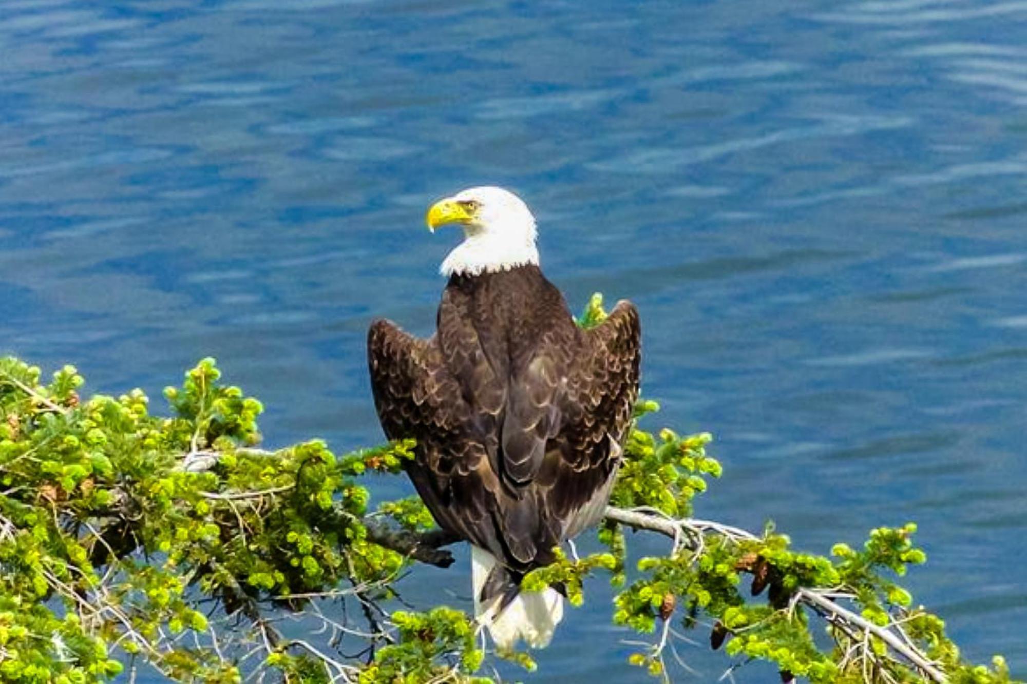 Eagles' Oceanview Villa Sequim Kültér fotó